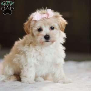 Clover, Havapoo Puppy